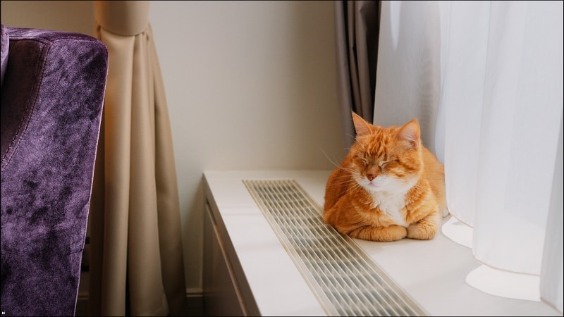 Ginger cat by the window in the room