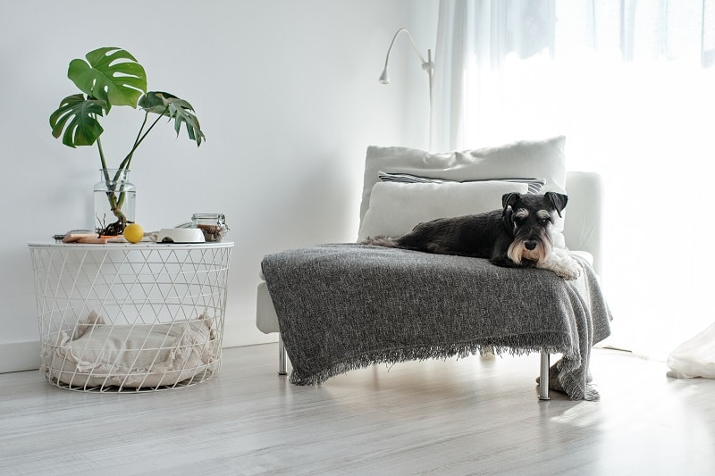 Purebred dog lying on sofa with cushions