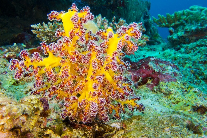 Multi-branched trees, South Ari Atoll, Maldives