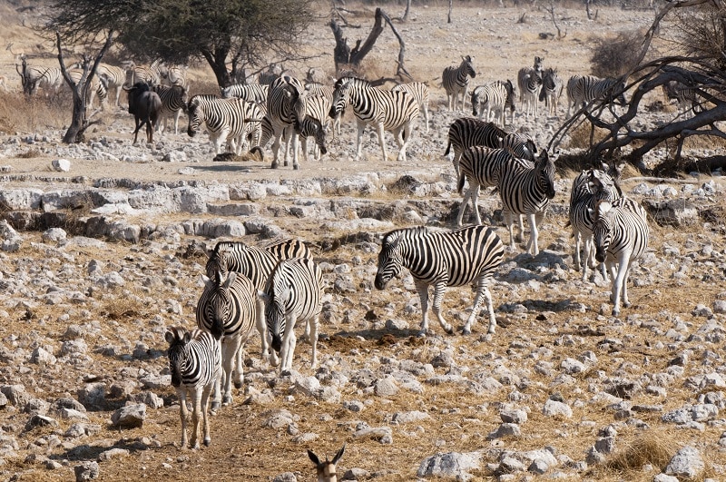 Burchell's zebra (Equus burchellii), Etosha National Park, Namibia