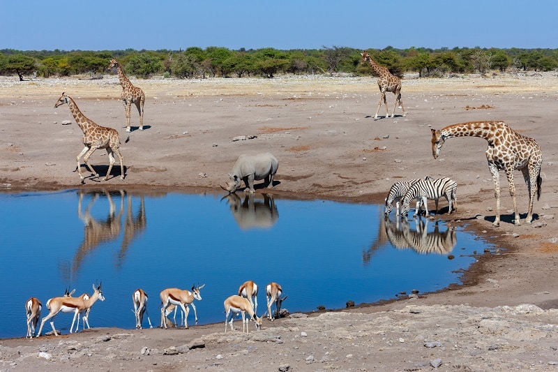 Busy waterhole in Etosha National Park - Namibia