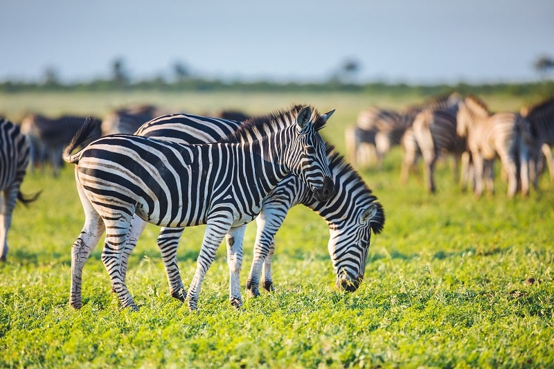 Etosha National Park