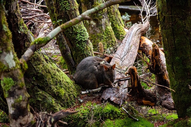 Enchanted Walk Pademelon