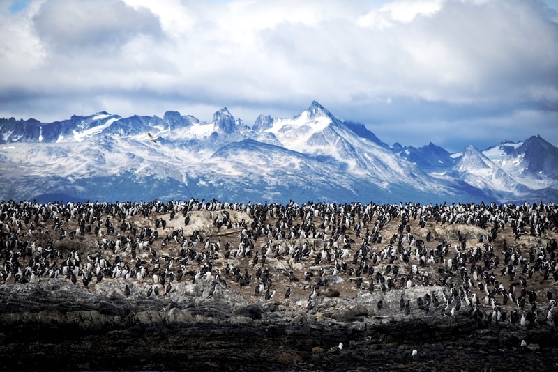 Ushuaia.,Beagle,Channel.,Patagonia.,Argentina.