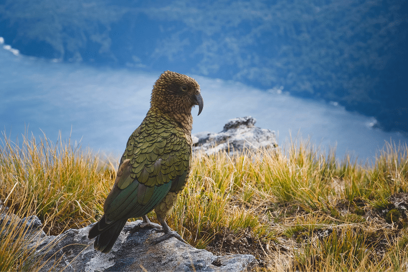 Fiordland National Park