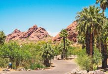 curved-road-through-a-desert-oasis-with-palm-trees