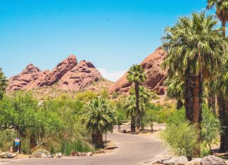 curved-road-through-a-desert-oasis-with-palm-trees