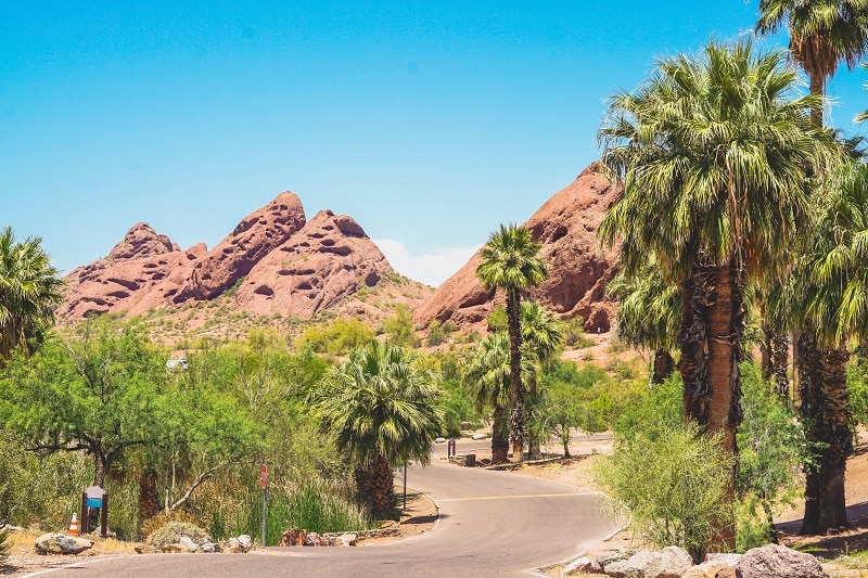 curved-road-through-a-desert-oasis-with-palm-trees