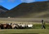 Trekking the Markha Valley