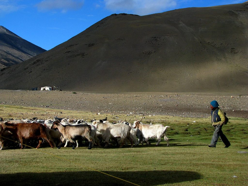 Trekking the Markha Valley