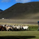 Walking Through Ladakh’s Markha Valley