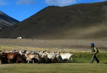 Trekking the Markha Valley
