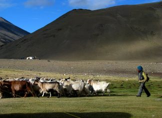 Trekking the Markha Valley