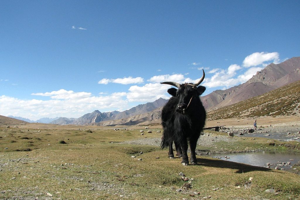 Yak in the Markha valley, Ladakh